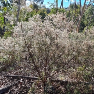 Cassinia quinquefaria at O'Malley, ACT - 24 May 2022