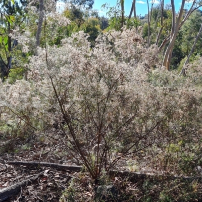 Cassinia quinquefaria (Rosemary Cassinia) at O'Malley, ACT - 24 May 2022 by Mike