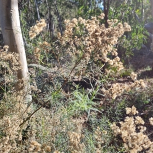 Cassinia quinquefaria at O'Malley, ACT - 24 May 2022