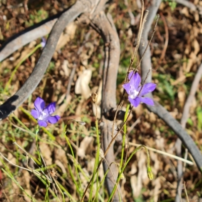 Wahlenbergia capillaris (Tufted Bluebell) at O'Malley, ACT - 24 May 2022 by Mike