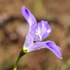 Wahlenbergia capillaris at O'Malley, ACT - 24 May 2022 02:50 PM