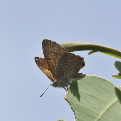 Acrodipsas aurata (Golden Ant-blue) at Theodore, ACT - 22 Dec 2021 by owenh