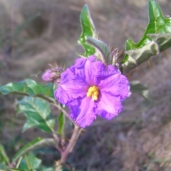 Solanum cinereum (Narrawa Burr) at Molonglo Valley, ACT - 22 May 2022 by MatthewFrawley