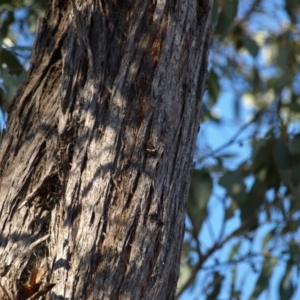 Nyctemera amicus at Molonglo Valley, ACT - 22 May 2022