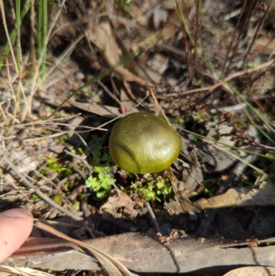 Cortinarius austrovenetus (Green Skinhead) at Molonglo Valley, ACT - 24 May 2022 by mareehill