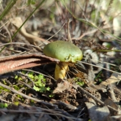 Cortinarius austrovenetus at Molonglo Valley, ACT - 24 May 2022 12:09 PM