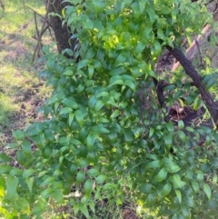 Asparagus asparagoides (Bridal Creeper, Florist's Smilax) at Mount Majura - 24 May 2022 by waltraud