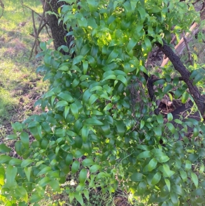 Asparagus asparagoides (Bridal Creeper, Florist's Smilax) at Watson, ACT - 24 May 2022 by waltraud