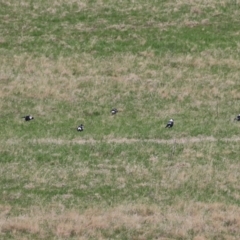 Gymnorhina tibicen at Tharwa, ACT - 23 May 2022