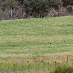 Gymnorhina tibicen at Tharwa, ACT - 23 May 2022