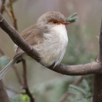 Malurus cyaneus (Superb Fairywren) at Tharwa, ACT - 23 May 2022 by RodDeb