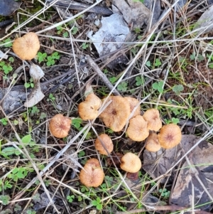 Laccaria sp. at Watson, ACT - 24 May 2022