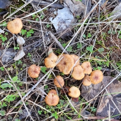 Laccaria sp. (Laccaria) at Watson, ACT - 24 May 2022 by trevorpreston