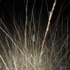 Mantodea (order) (Unidentified praying mantis) at Throsby, ACT - 2 May 2022 by teeniiee