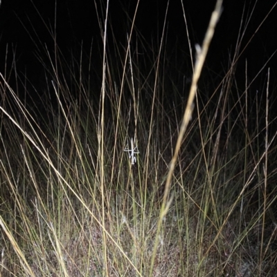 Mantodea (order) (Unidentified praying mantis) at Throsby, ACT - 2 May 2022 by teeniiee