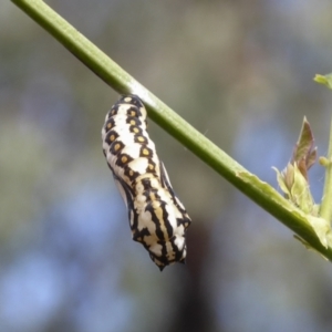 Acraea andromacha at Kambah, ACT - 24 Mar 2022 10:40 PM