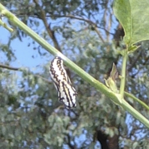 Acraea andromacha at Kambah, ACT - 24 Mar 2022 10:40 PM