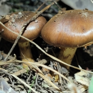 Cortinarius sp. at Stromlo, ACT - 24 May 2022