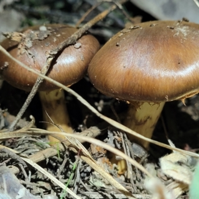 Cortinarius sp. (Cortinarius) at Stromlo, ACT - 24 May 2022 by trevorpreston