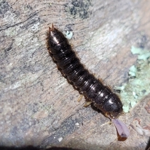 Lagriini sp. (tribe) at Stromlo, ACT - 24 May 2022