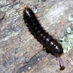 Lagriini sp. (tribe) at Stromlo, ACT - 24 May 2022