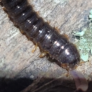 Lagriini sp. (tribe) at Stromlo, ACT - 24 May 2022