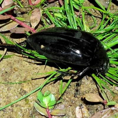 Hydrophilus sp. (genus) (Giant water scavenger beetle) at Coree, ACT - 24 May 2022 by trevorpreston