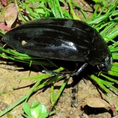 Hydrophilus sp. (genus) at Coree, ACT - 24 May 2022