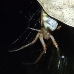 Phonognatha graeffei (Leaf Curling Spider) at Woodstock Nature Reserve - 24 May 2022 by trevorpreston