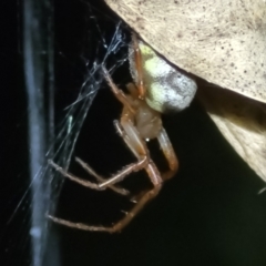 Phonognatha graeffei at Coree, ACT - 24 May 2022 08:11 PM