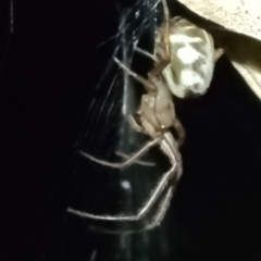 Phonognatha graeffei at Coree, ACT - 24 May 2022 08:11 PM