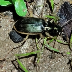 Chlaenius darlingensis (Carab beetle) at Woodstock Nature Reserve - 24 May 2022 by trevorpreston