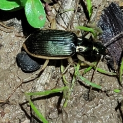 Chlaenius darlingensis (Carab beetle) at Coree, ACT - 24 May 2022 by trevorpreston