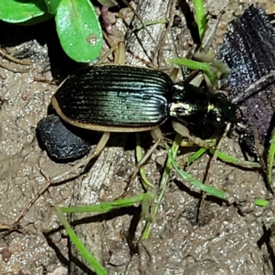 Chlaenius darlingensis (Carab beetle) at Woodstock Nature Reserve - 24 May 2022 by trevorpreston