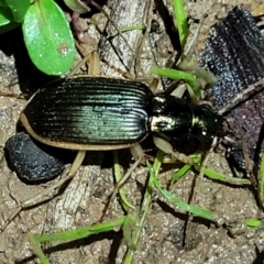 Chlaenius darlingensis at Coree, ACT - 24 May 2022