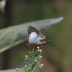 Jalmenus evagoras (Imperial Hairstreak) at Theodore, ACT - 10 Feb 2022 by owenh