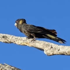 Zanda funerea (Yellow-tailed Black-Cockatoo) at Watson, ACT - 18 May 2022 by sbittinger