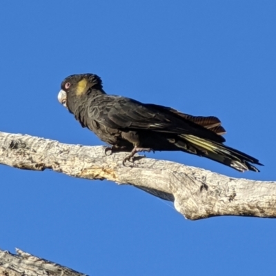 Zanda funerea (Yellow-tailed Black-Cockatoo) at Watson, ACT - 17 May 2022 by sbittinger