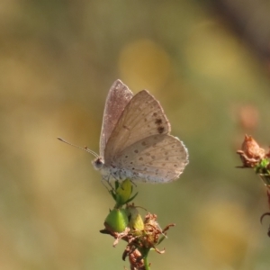 Erina hyacinthina at Theodore, ACT - 21 Mar 2022