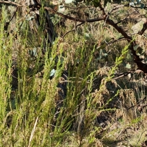 Cassinia sifton at O'Malley, ACT - 24 May 2022