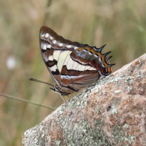 Charaxes sempronius at Theodore, ACT - 28 Mar 2022