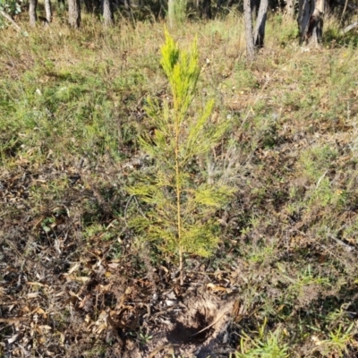 Exocarpos cupressiformis (Cherry Ballart) at Mount Mugga Mugga - 24 May 2022 by Mike