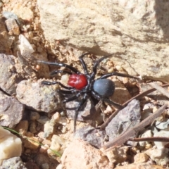 Missulena occatoria (Red-headed Mouse Spider) at Theodore, ACT - 8 May 2022 by owenh