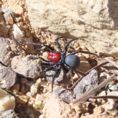 Missulena occatoria (Red-headed Mouse Spider) at Theodore, ACT - 8 May 2022 by OwenH