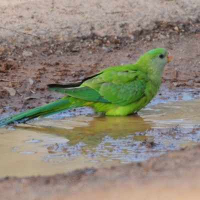 Polytelis swainsonii (Superb Parrot) at Mount Ainslie - 20 May 2022 by Harrisi