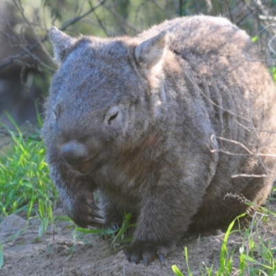 Vombatus ursinus (Common wombat, Bare-nosed Wombat) at Stromlo, ACT - 24 May 2022 by Harrisi