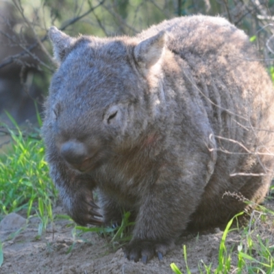 Vombatus ursinus (Bare-nosed Wombat) at Stromlo, ACT - 24 May 2022 by Harrisi