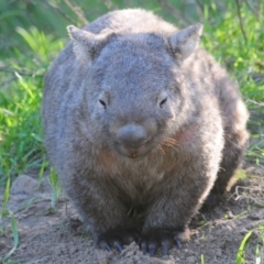 Vombatus ursinus at Stromlo, ACT - 24 May 2022