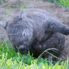 Vombatus ursinus at Stromlo, ACT - 24 May 2022 03:40 PM