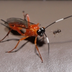 Stiromesostenus sp. (genus) at Acton, ACT - 20 May 2022 11:28 AM